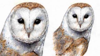 Barn Owl - Watercolour Speed Painting/Time Lapse Art