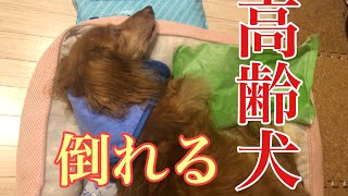 犬、倒れる、、急いで病院へ【高齢犬とのワンダフルライフ】