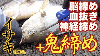 釣り場での魚、イサキの締め方「脳締め→血抜き→神経締め→鬼締め」Ikejime grunt