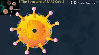 2019 Novel Coronavirus - SARS CoV 2