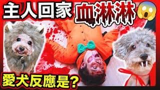 👻主人回家「滿臉血🧟‍♂️」，狗狗反應竟是...？😱🎃🐶(中文CC幕)