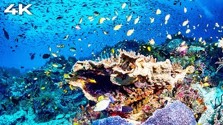 Underwater Fish Tank | Aquarium Ambience | No Music | Water Sounds | Tropical Fish | Reef Fish