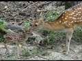 梅花鹿「偉哥」太幸運？同一天做二次爸爸 Two Newborn Formosan Sika Deer