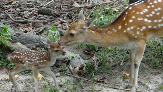 梅花鹿「偉哥」太幸運？同一天做二次爸爸 Two Newborn Formosan Sika Deer