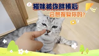 猫咪被你胖揍后，会想报复你吗？