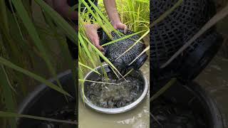 在稻田里抓泥鳅Catching loaches in the rice fields #fishing #農村生活 #fish #satisfying #抓鱼 #户外捕鱼 #农村生活 #farming