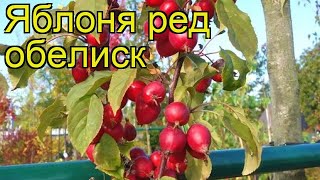 Яблоня декоративная Ред обелиск. Краткий обзор, описание характеристик malus Red Obelisk