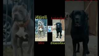 OMG 😱 pitbull dog vs Labrador retriever❗❓||#shorts