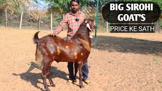 Big Size Ke Sirohi Goat's Wajid Kimat Par At JMD Goat Farm