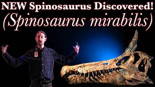 New Spinosaurus discovered! (Spinosaurus mirabilis)