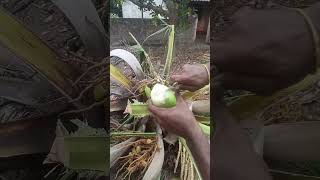 Mini Coconut Cutting #shorts #youtubeshorts