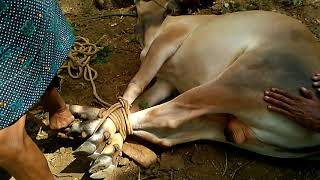 காளைக்கு லாடம் கட்டுதல்..Shoe for bull...