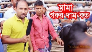 ত্রিশালে বিশাল কোরবানীর গরুর হাট  | ঢাকা দাম কম এইন বেশি  |