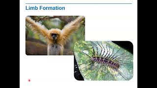 Biology Lecture 9 1I Limb Formation