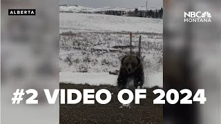 #2 VIDEO OF 2024 Grizzly mama bear charges vehicle in Canada