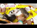 子猫のミルクタイムに密着！ただ飲んでるだけなのにこんなにかわいいってある【保護猫生活16日目】