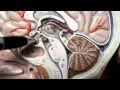 Diencephalon