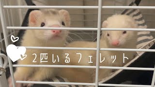 2匹いるフェレット #ferret