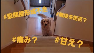 階段をあがらなくなったｺﾞｰﾙﾃﾞﾝﾚﾄﾘﾊﾞｰ🐶ﾛｷ♂