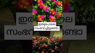 ❤ കിട്ടിയിട്ടുണ്ടോ ❤ഇതുപോലെ #shorts #ytshorts #renjeethram  #shortsfeed #music #love #nature #flower