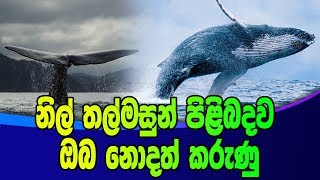 නිල් තල්මසුන් පිළිබදව ඔබ නොදත් කරුණු