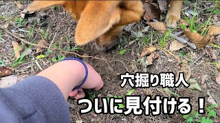 職人歴２年、とうとうモグラを掘り出した甲斐犬