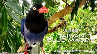 台灣藍鵲 | Taiwan blue magpie |台湾固有種の台湾アオカササギ