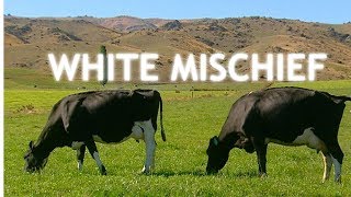 White Mischief (2003) | Trailer | Available Now