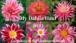 My Dahlia Flowers Haul 2022 // Gardening at the Simongetti North