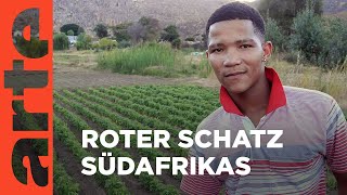 Rooibos: Der rote Tee Südafrikas | GEO Reportage | ARTE Family