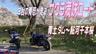 【Vol#153】GPZ900R 2台の青忍で走る桜満咲ツーリング 鮎河千本桜＆青土ダム湖岸 #バイカー酒屋さんコラボ 【ツーリング】【関西】【滋賀】