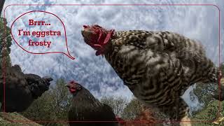 How to Winterize Your Coop | Tractor Supply Co.