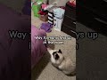 my lil bud😆 funny reina siamese siamesecatlovers cuteanimal