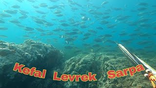 Kefal- Levrek -Sarpa