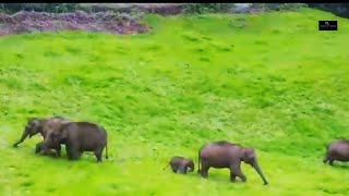 മാട്ടുപ്പെട്ടിയിൽ ഇറങ്ങിയ ആനക്കൂട്ടം | Munnar | #mattupetty #elephant #manukadakkodamphotography