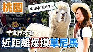 【中壢必遊親子景點】你不知道的Zoo Taiwan秘境！草尼馬背後的驚喜！週末活動推薦，中壢桃園必去景點探索