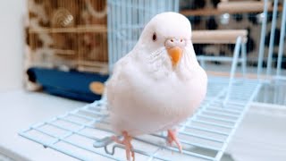 アルビノインコの見守りカメラ