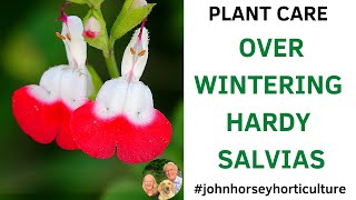 HOW TO OVERWINTER SALVIAS - OVERWINTERING SALVIA GREGII 