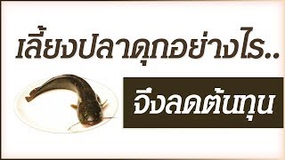 เลี้ยงปลาดุกอย่างไร  จึงลดต้นทุน?