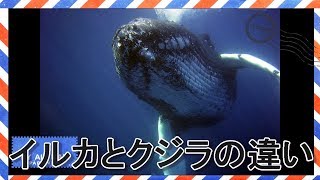 イルカとクジラの違い