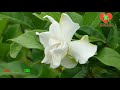 সু গন্ধে সেরা গন্ধরাজ ফুল gondhoraj flower গন্ধরাজ বাংলাদেশের ফুল gardenia jasminoides