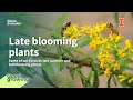 Late Blooming Plants | #goodgrowing