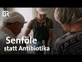 Multiresistente Keime: Senf-Öle aus dem Meerrettich gegen Krankheitserreger | Gut zu wissen | BR