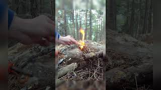 Campfire for Tea #shots #asmr  #campfire #tea #nature