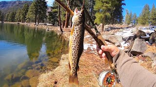 Early Season Fishing for Tiger and Rainbow Trout! (Catch & Cook)