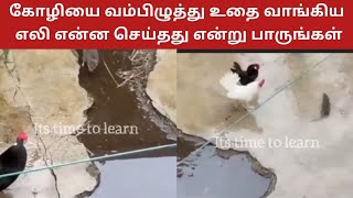 கோழியை வம்பிழுத்து உதை வாங்கிய எலி என்ன செய்தது என்று பாருங்கள்