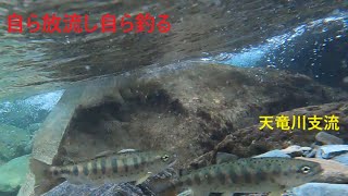 【渓流釣り】天竜川支流アマゴ自ら放流自ら釣る