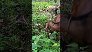 ഈ ആടിനെയാണ് കടുവക്കൂട്ടിൽ ഇടുന്നതു | tiger attack | perunad | pathanamthitta | tiger story