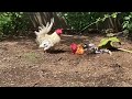 天気の良い日のにわとりの砂浴び　　rooster taking a sand bath