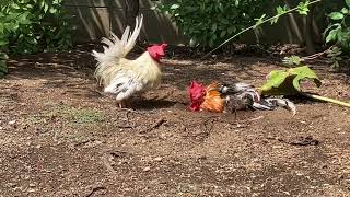 天気の良い日のにわとりの砂浴び　　Rooster  taking a sand bath